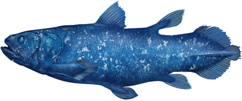 coelacanth