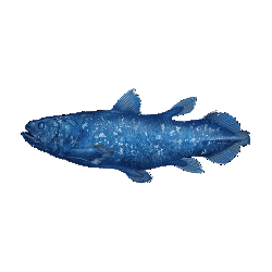 Spinning coelacanth