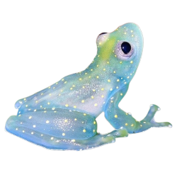 galaxy-colored frog