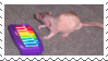a rat playing the piano, captioned 'niel banging out the tunes'